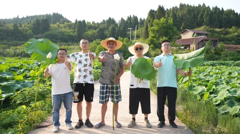 美豐“組合拳”打出蓮藕好長(zhǎng)勢(shì)高產(chǎn)量